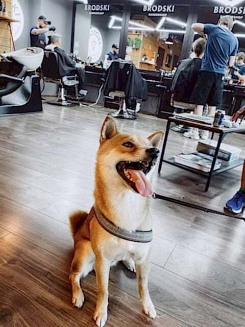 Pets Friendly - BRODSKI Barbershop w Wilanowie